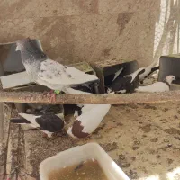 کبوتر طوقی ، سینه سیاه ، ساده ،سوسک پلنک سیاه