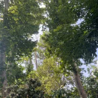 زمین برای ساخت ویلا در دلفارد