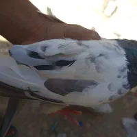 کفتر|پرنده|کازرون, |دیوار