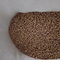 نخود اشی به صورت عمده