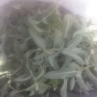 پونه فروشی