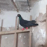 کفتر گرفتنی