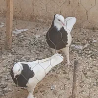 طوقی