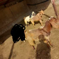 بزغاله نر