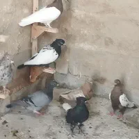 کبوتر|پرنده|زرقان, |دیوار