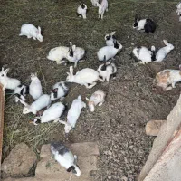فروش خرگوش سرحال و سالم