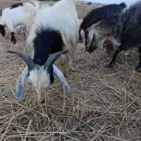 بزغاله نر