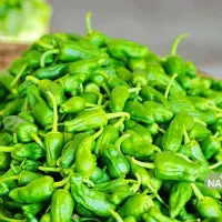 فلفل سبز همدانی