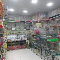 پرنده