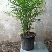 گل شامادرا