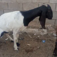 بزماده