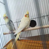 عروس هلندی