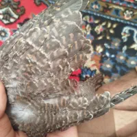 جوجه خواص