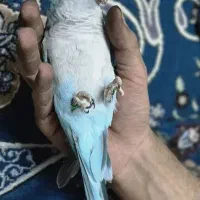 طوطی راهب آبی نر سخنگو دستی عجوبه حلقه تو پا و....