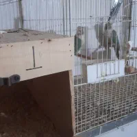 گرینچیک پاین اپل مولد