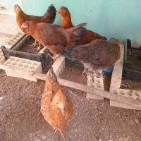 مرغ و خروس مسعودیه