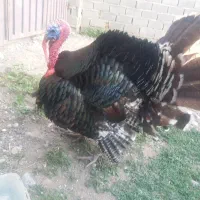 بوقلمون نرو ماده برنزانگلیسی