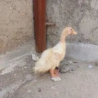 اردک