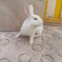 خرگوش|موش و خرگوش|ایذه, |دیوار