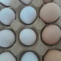 تخم مرغ محلی