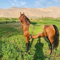 کره نریان