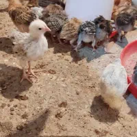 جوجه ۳۰روزه درجه یک