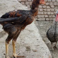 تخم مرغ لاری نطفه دار