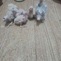 تعداد عروس سرلاکی سالم سرو حال