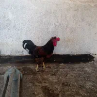 مر غ و خروس
