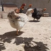 ۵ عدد مرغ تخم گزار
