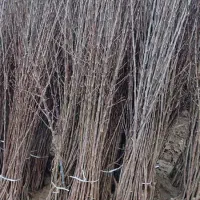 نهال اصلاح شده پیوندی