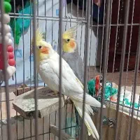 یک جفت عروس هلندی