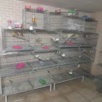 قناری نرو ماده