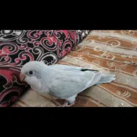راهب|پرنده|گلپایگان, |دیوار