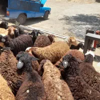 سراب بره کم دنبه کمچربی زنده