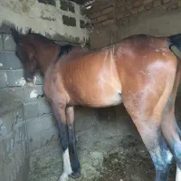 مادیان دره شور