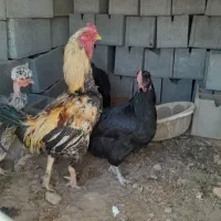 کبوتر|حیوانات مزرعه|مبارکه, |دیوار