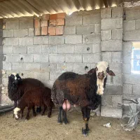 شیشک قوچ بروجردی اصل جنس افشاری