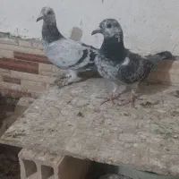 جفتگاه|پرنده|زابل, |دیوار