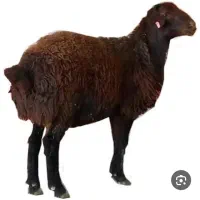 فروش گوسفند سالم