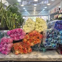 رز هلندی درجه یک