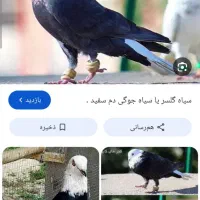 جوجه گلی سیاه گمشده
