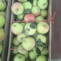 سیب آبدار وتازه