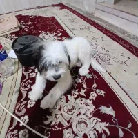 سگ پشمالو|سگ|اندیمشک, |دیوار