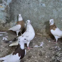 کبوتر|پرنده|بندر انزلی, کلیور|دیوار