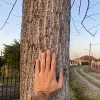 فروش تعدادی درخت صنوبر و کاج