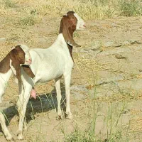 بز گلابی