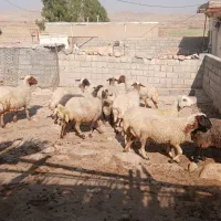 فروش ۱۰ راس میش یا گوسفند  داشتی