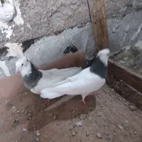 کبوتر