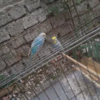 ۲عدد‌مرغ‌عشق  خوش‌اواز‌رنگی